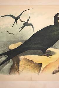 Studer, Jacob H. – The Birds of North America : dwarn and colored from nature
