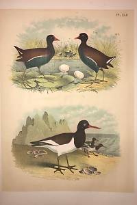 Studer, Jacob H. – The Birds of North America : dwarn and colored from nature
