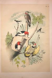 Studer, Jacob H. – The Birds of North America : dwarn and colored from nature