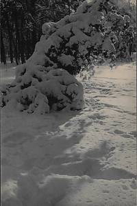 215443. Sudek, Josef – Vánoce 1933. 5