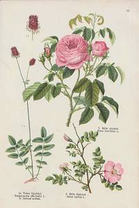 Dlouhý, František – Léčivé rostliny - Herbář