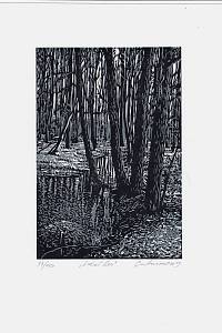 207256. Smetanová, Tereza – Lužní les