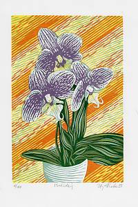 216341. Hraba, Zbyněk – Orchidej
